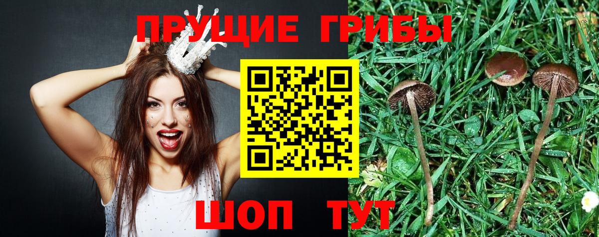 Братск  Псилоцибиновые грибы Psilocybe  Вход с VPN  Галлюциногенные грибы MAGIC MUSHROOMS 