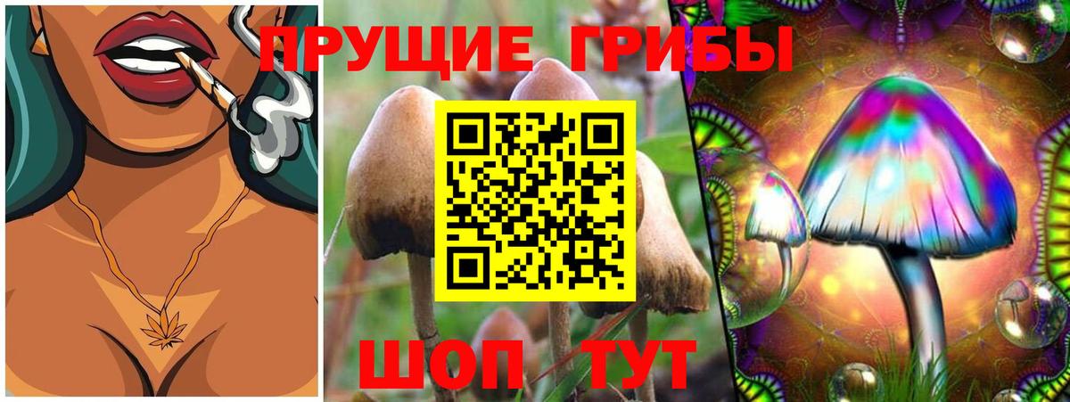 Галлюциногенные грибы Psilocybine cubensis Братск